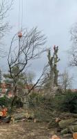 Ideal Tree Services image 7